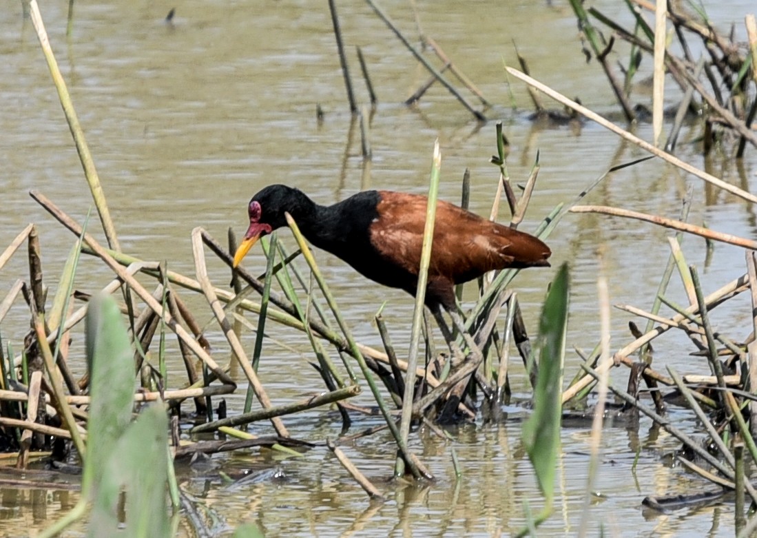 Jacana noir (groupe jacana) - ML642145307