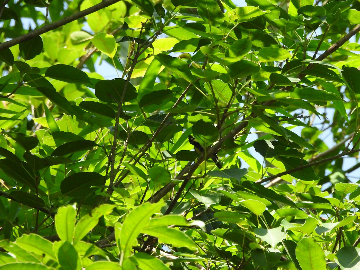 Mésange à joues jaunes - ML642145308