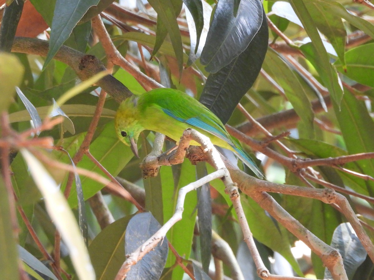 Verdin à ailes bleues - ML642145318
