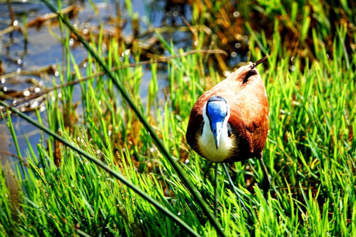 Jacana à poitrine dorée - ML642145328