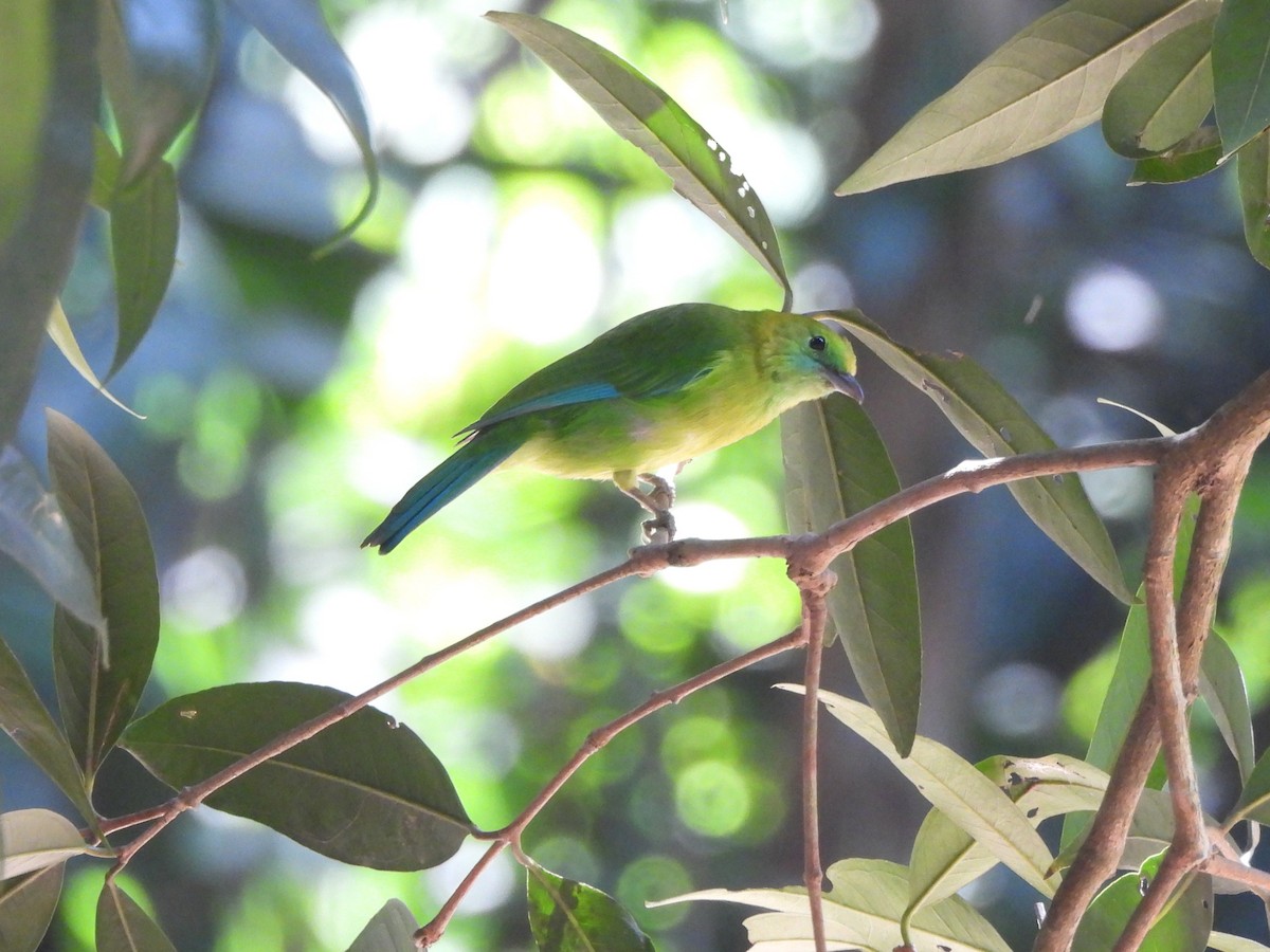 Verdin à ailes bleues - ML642145332