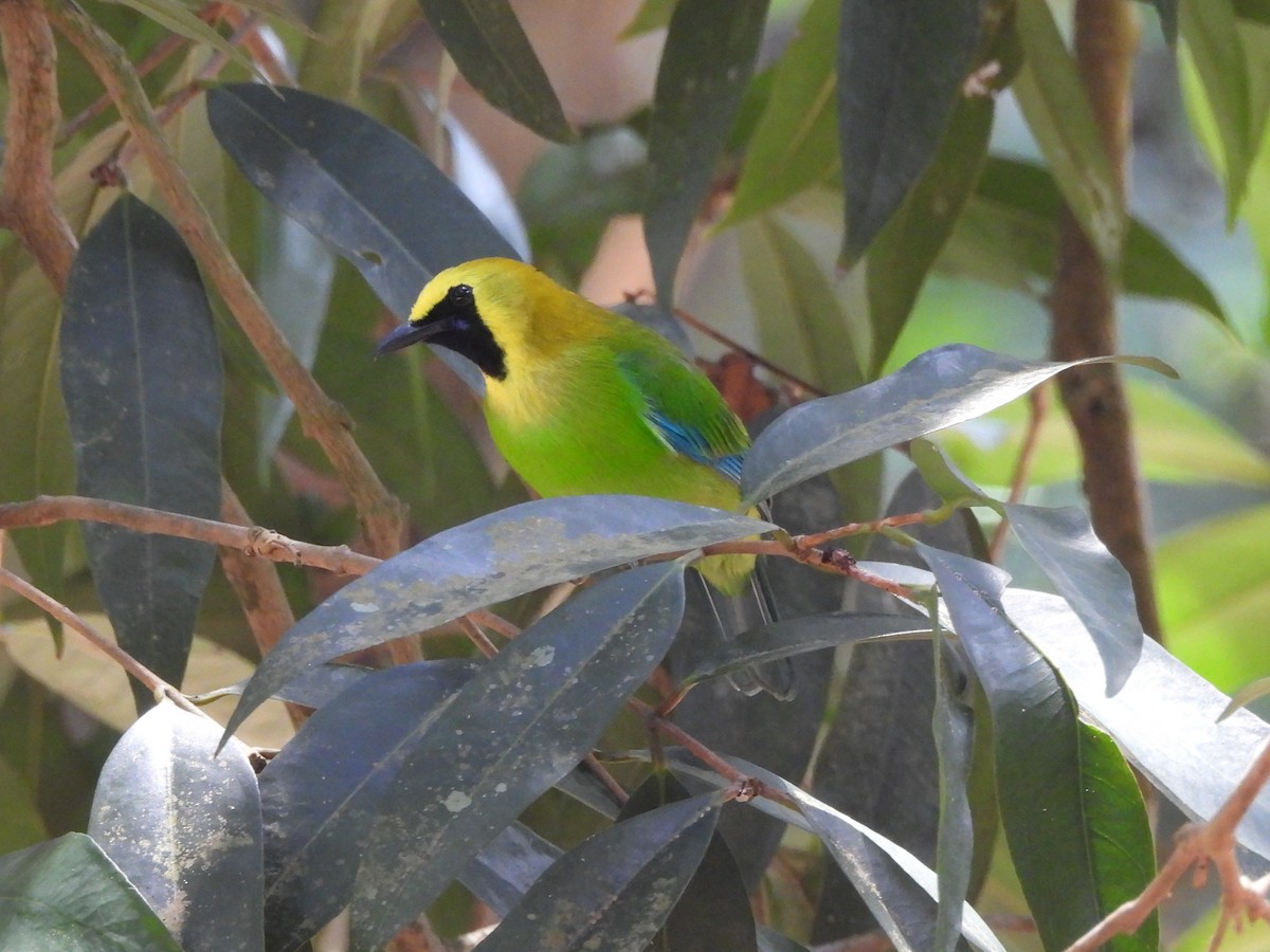 Verdin à ailes bleues - ML642145333