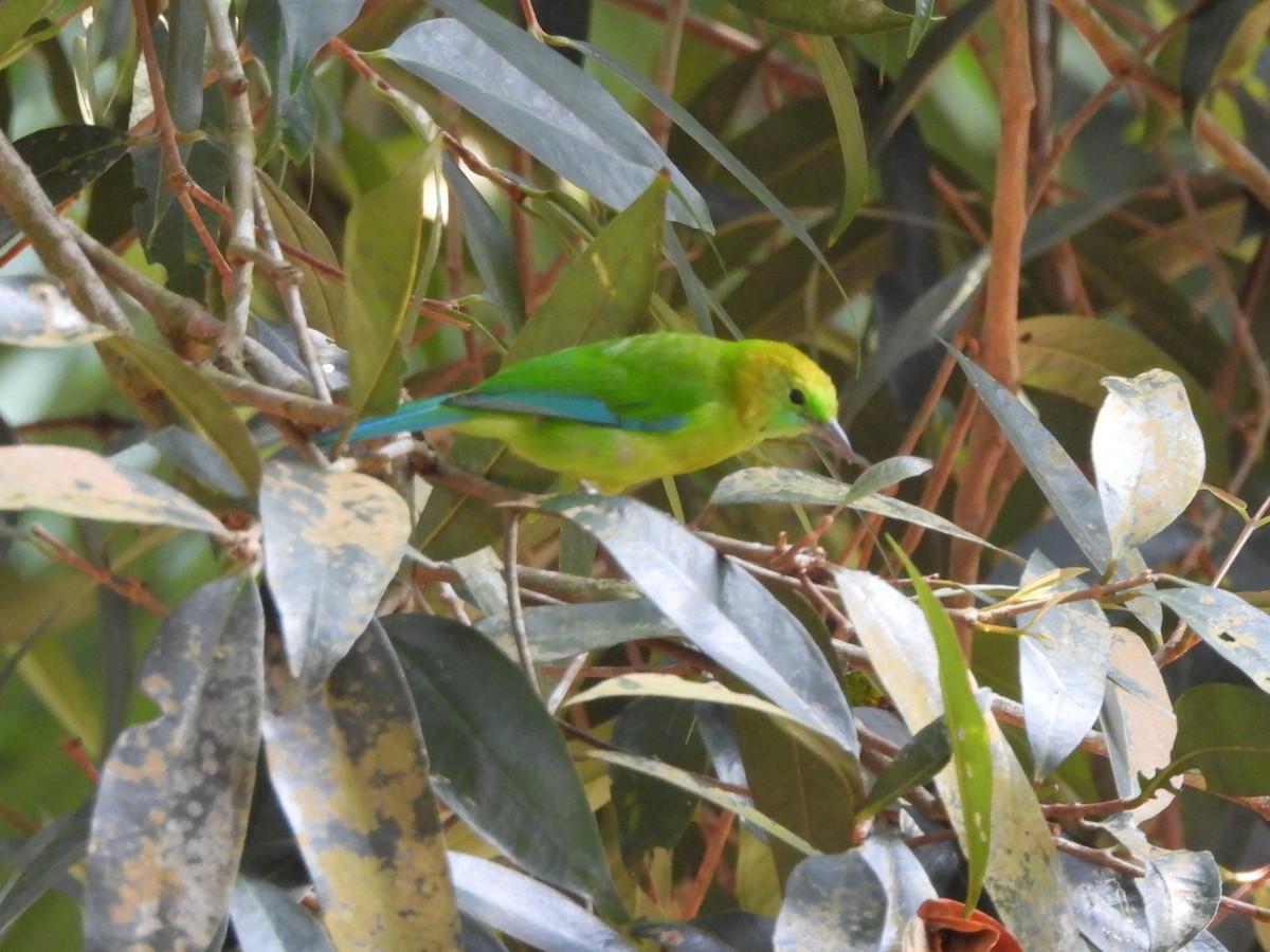 Verdin à ailes bleues - ML642145334