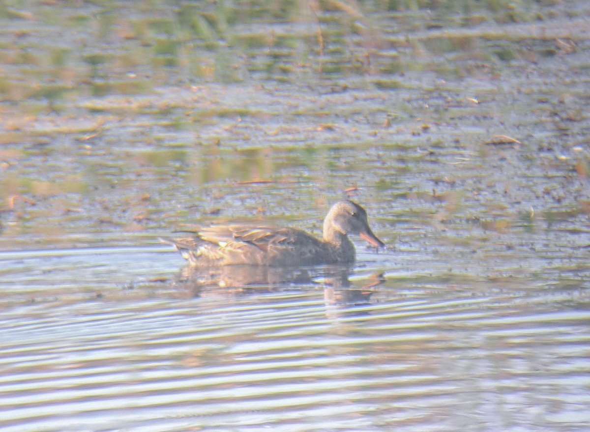 Gadwall - ML642145387