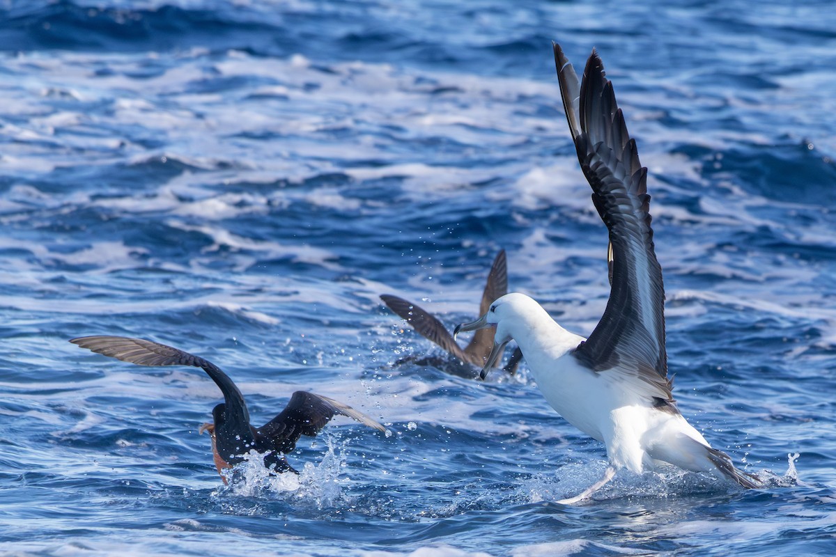 Schwarzbrauenalbatros (melanophris) - ML642145388