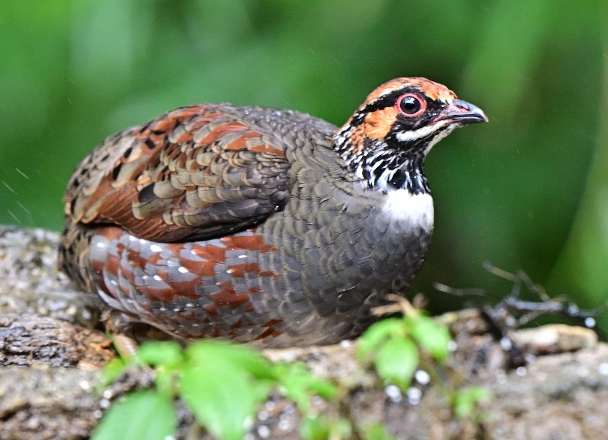 Hill Partridge - ML642145407