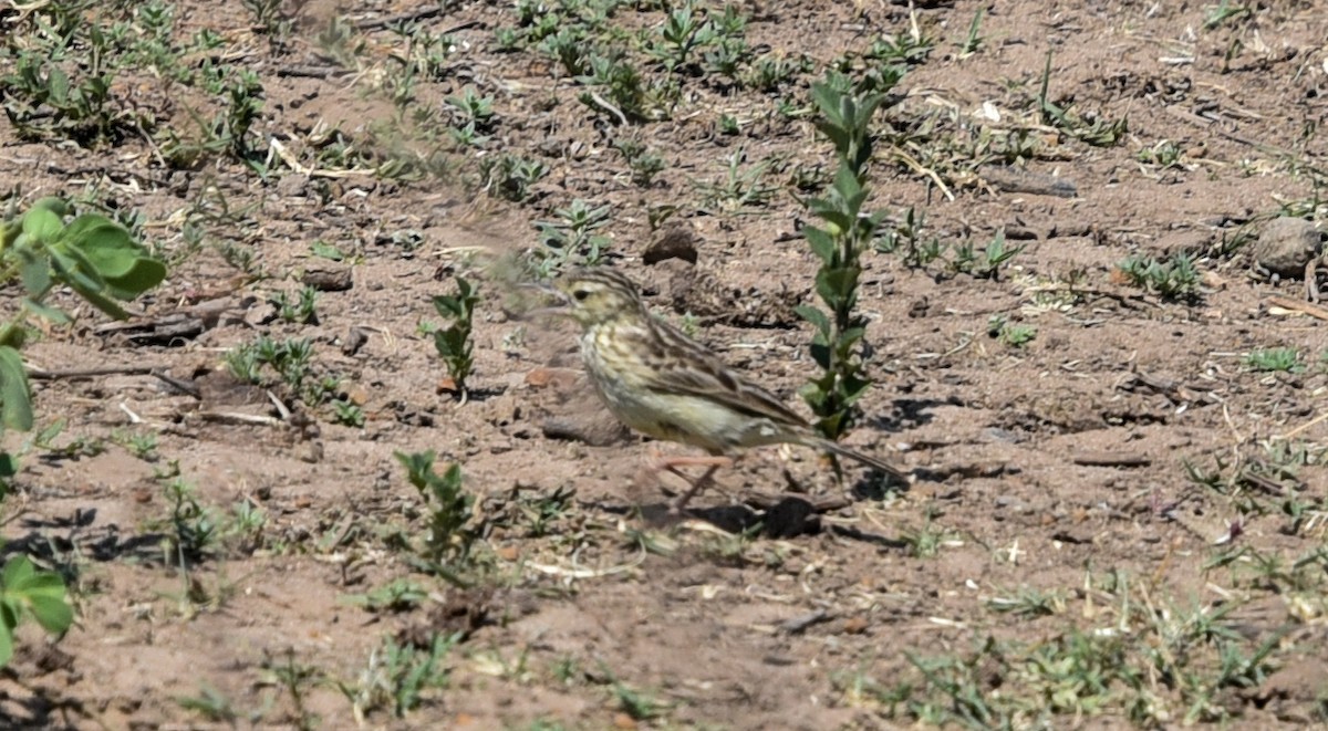 Yellowish Pipit - ML642145417