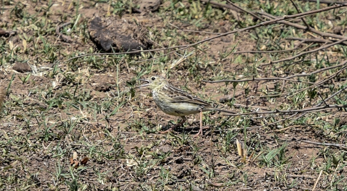 Yellowish Pipit - ML642145418