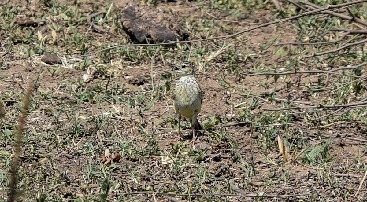 Yellowish Pipit - ML642145419