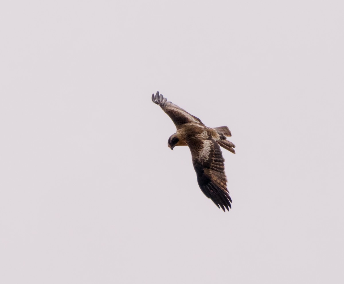 Aigle nain - ML642145426