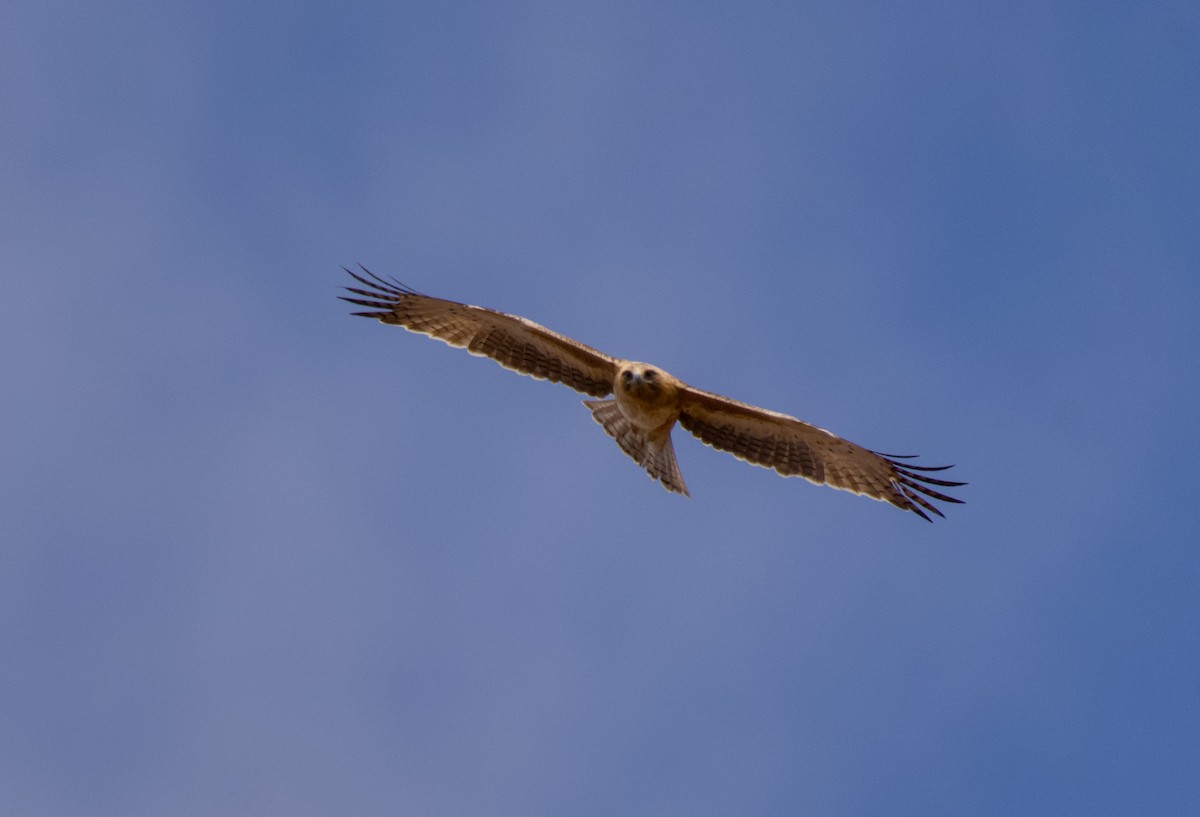 Aigle nain - ML642145428