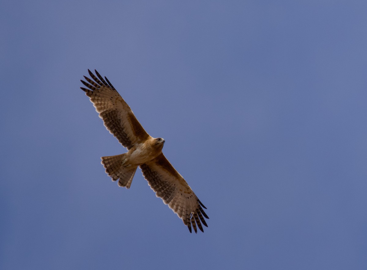 Aigle nain - ML642145429