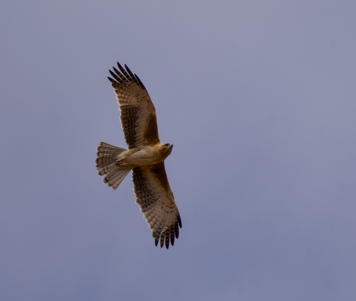 Aigle nain - ML642145430