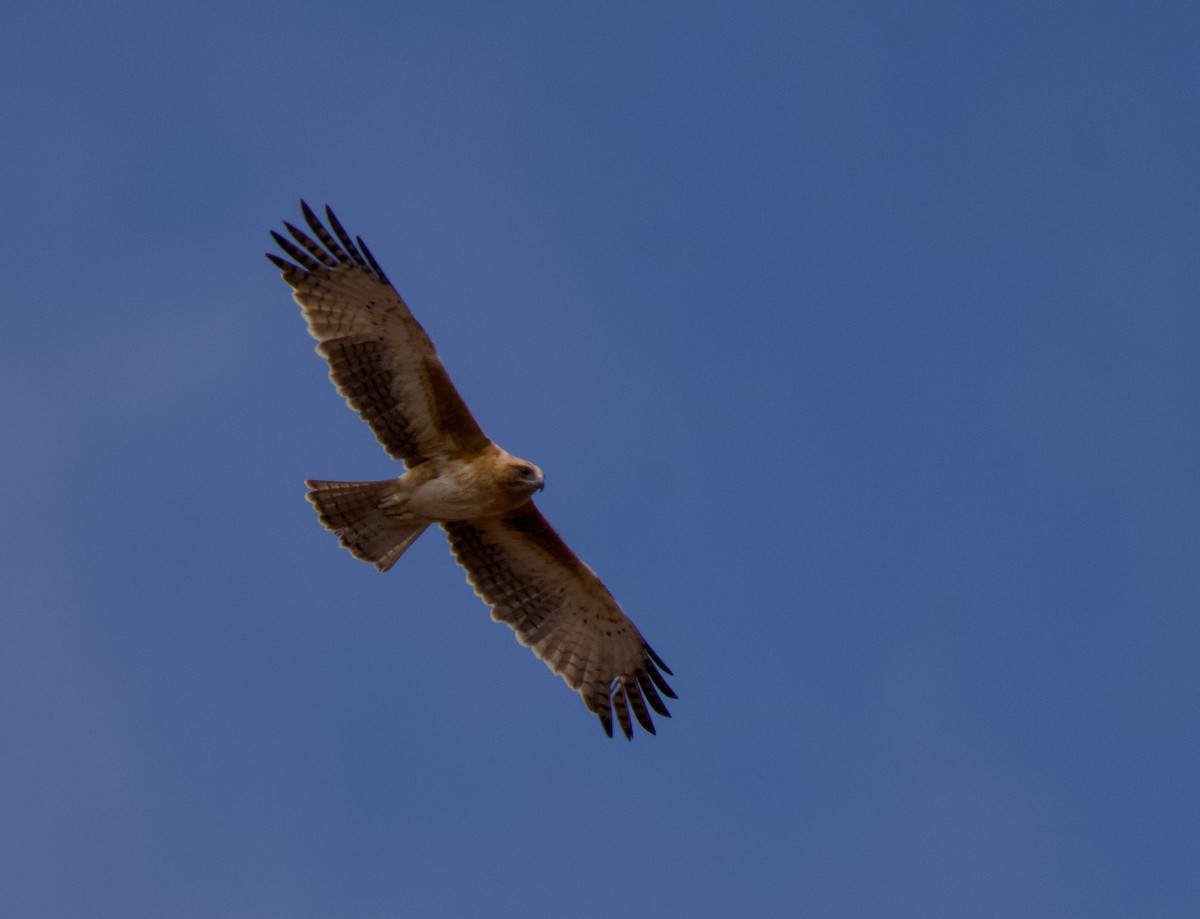 Aigle nain - ML642145431