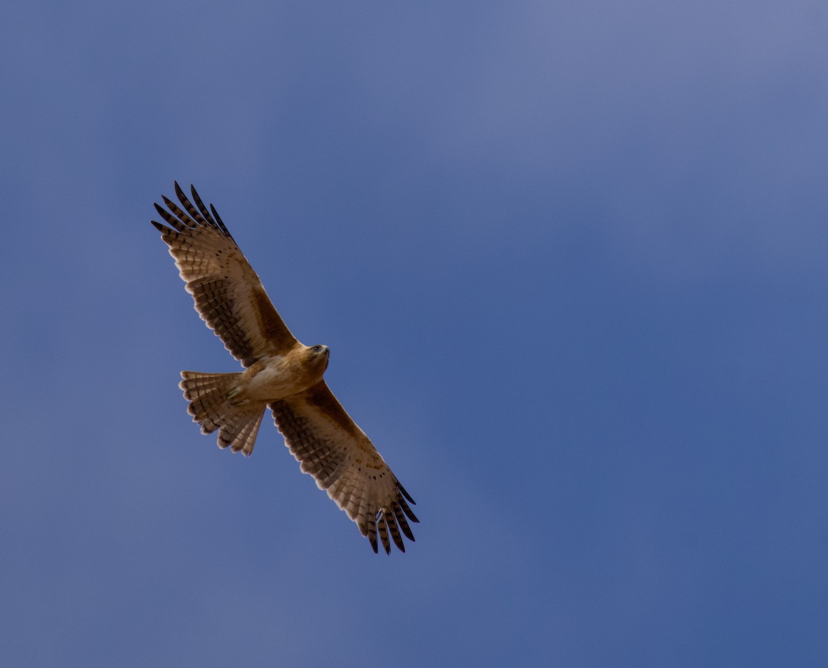 Aigle nain - ML642145432