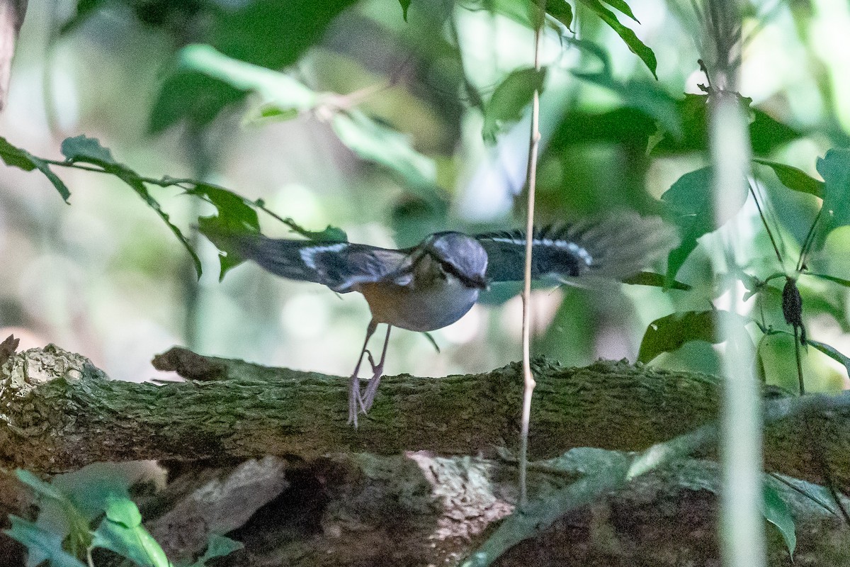 Gray-headed Robin - ML642145451