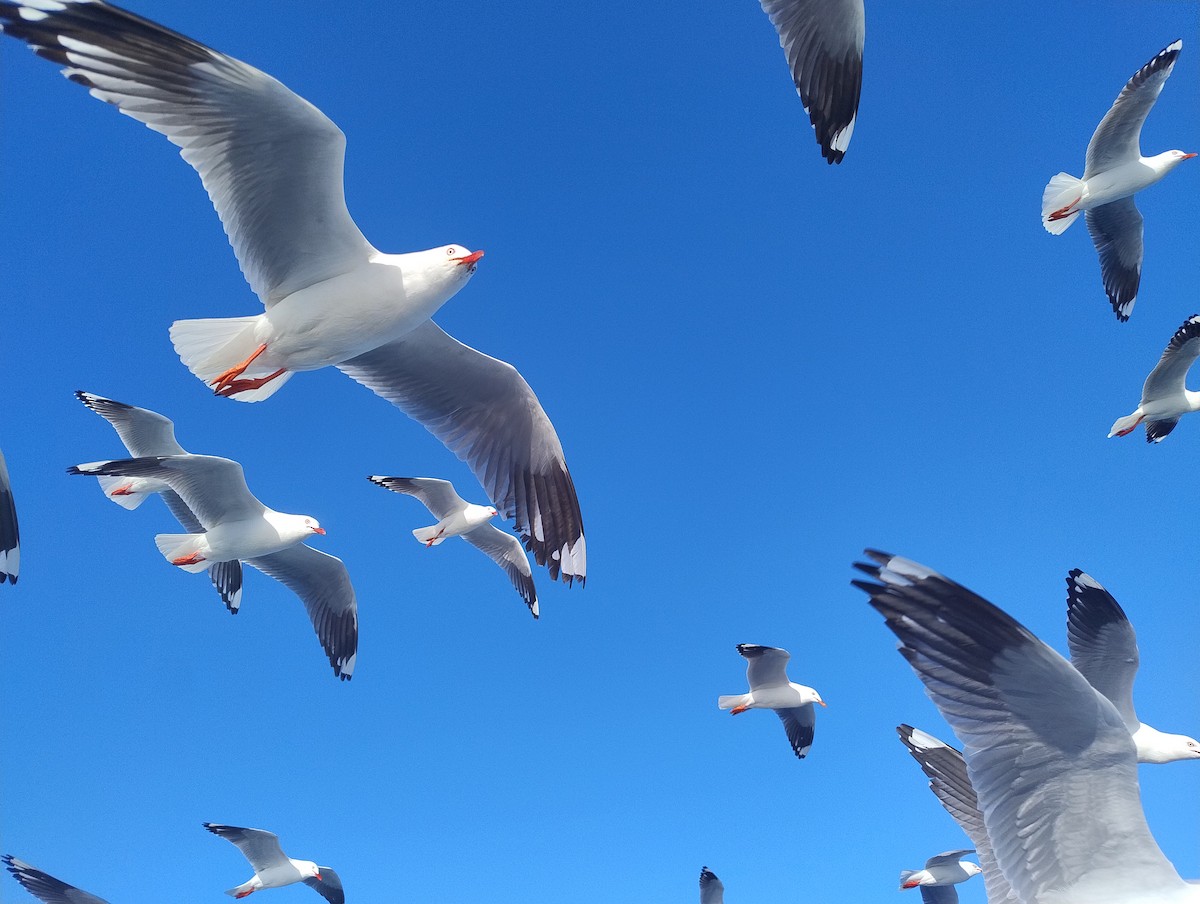 Silver Gull (Silver) - ML642145467