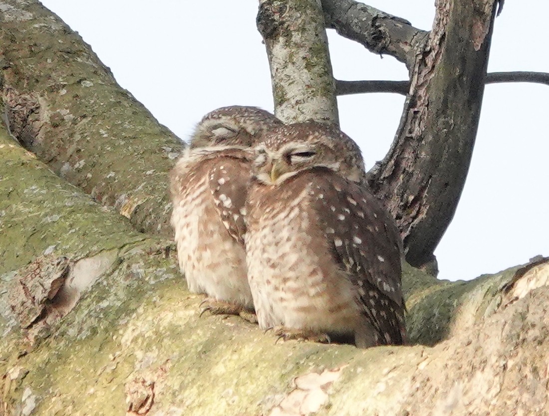 sýček brahmínský - ML642145468