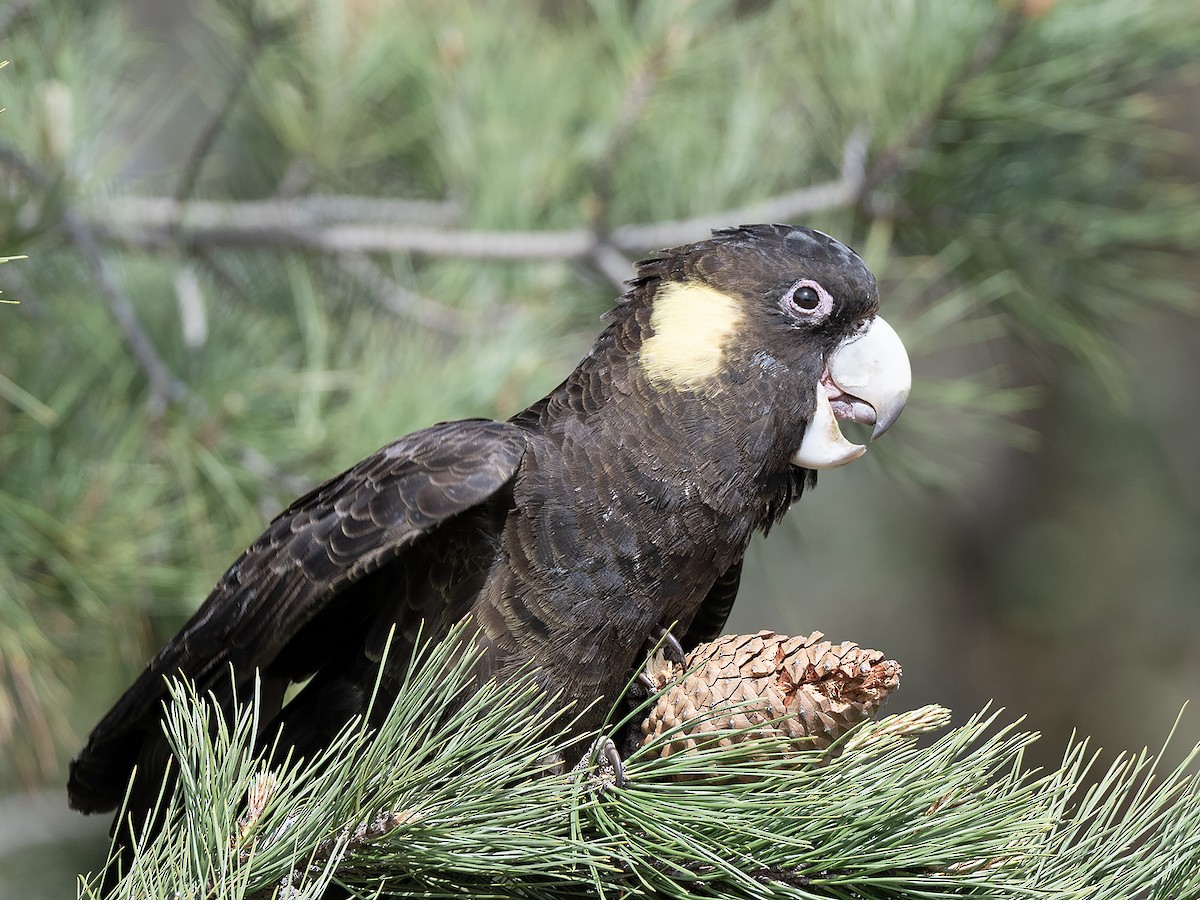 Yellow-tailed Black-Cockatoo - ML642145485