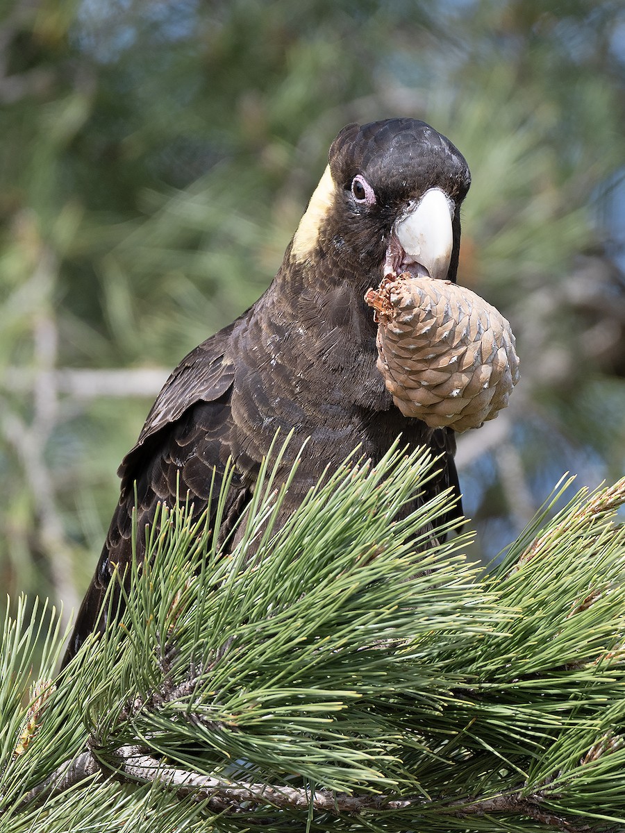 Yellow-tailed Black-Cockatoo - ML642145486