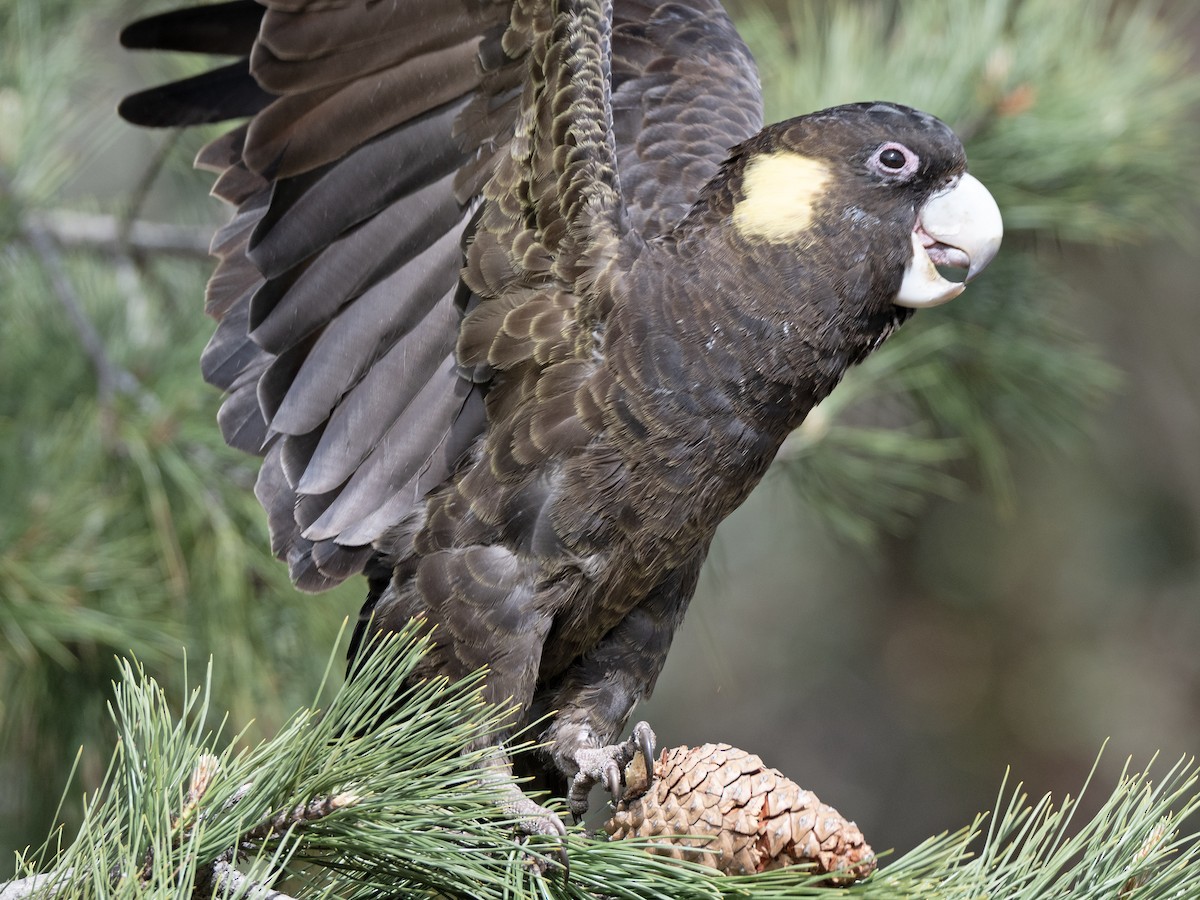 Yellow-tailed Black-Cockatoo - ML642145487