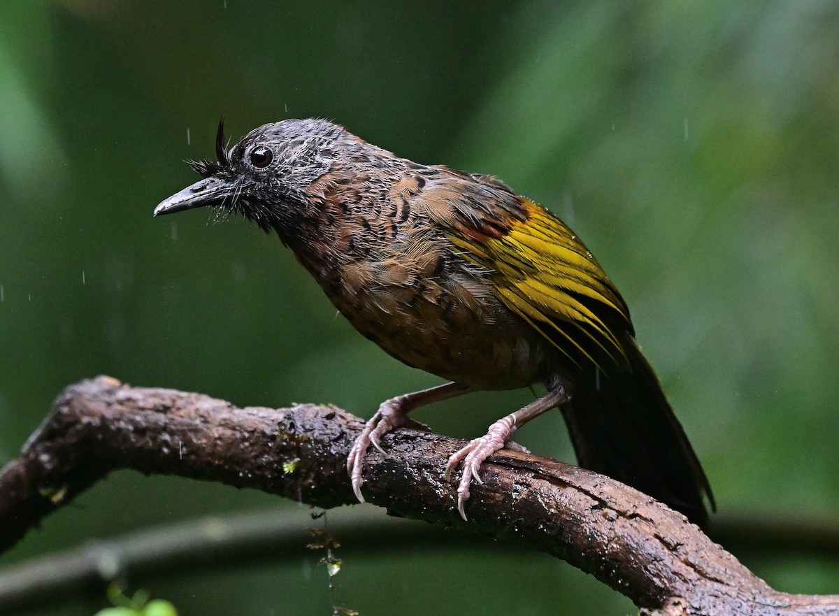 Chestnut-crowned Laughingthrush - ML642145488