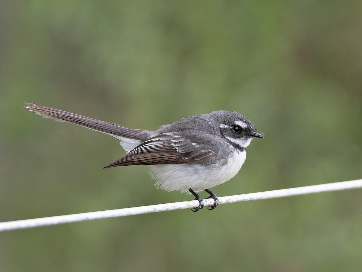 Gray Fantail - ML642145489