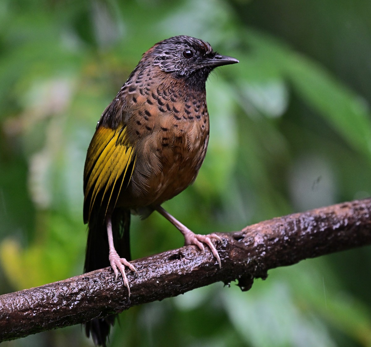 Chestnut-crowned Laughingthrush - ML642145493