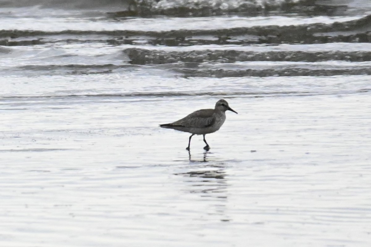 Red Knot - ML642145501
