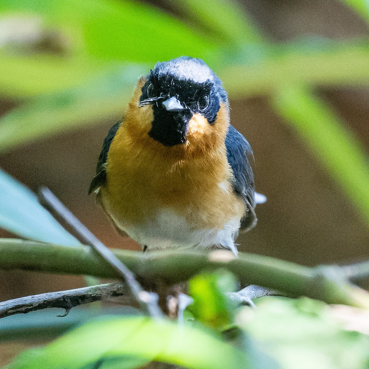 Australian Spectacled Monarch - ML642145531