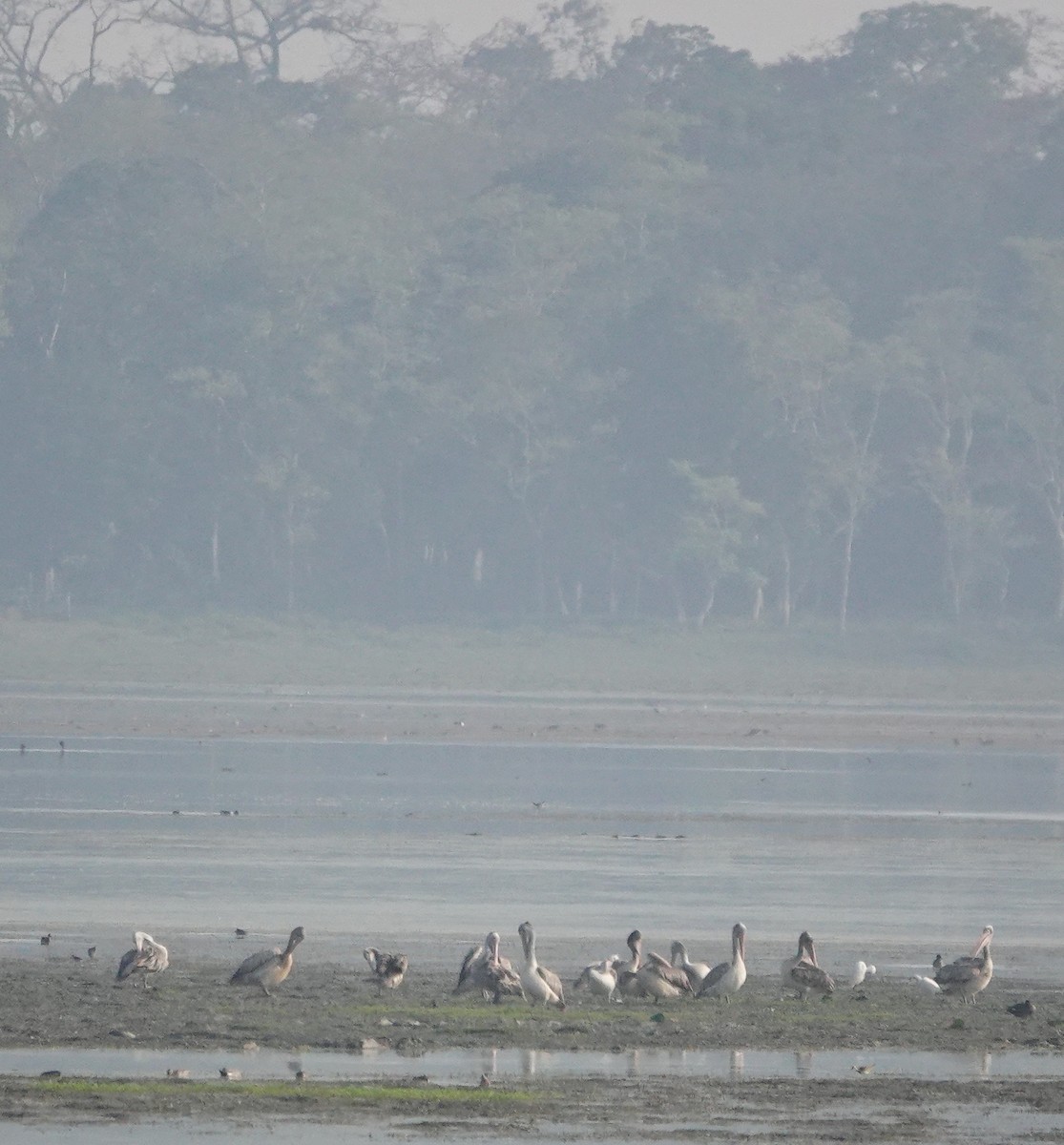 pelikán skvrnozobý - ML642145545