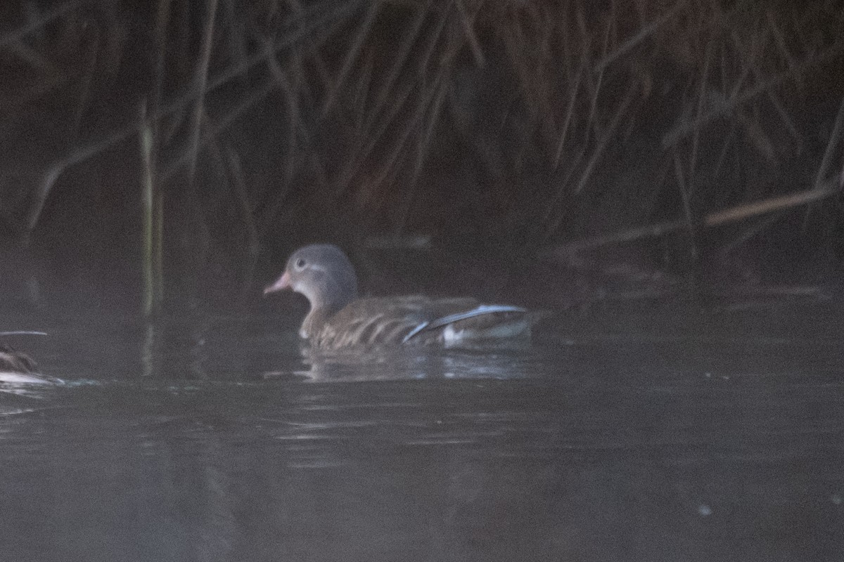 Mandarin Duck - ML642145548