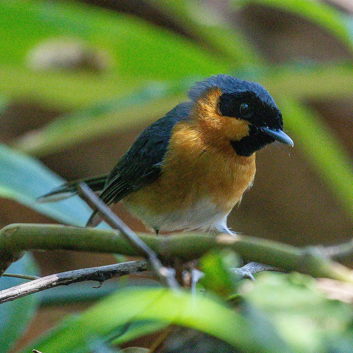 Australian Spectacled Monarch - ML642145556