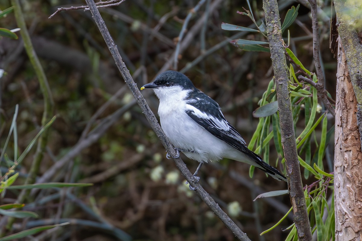 White-winged Triller - ML642145558