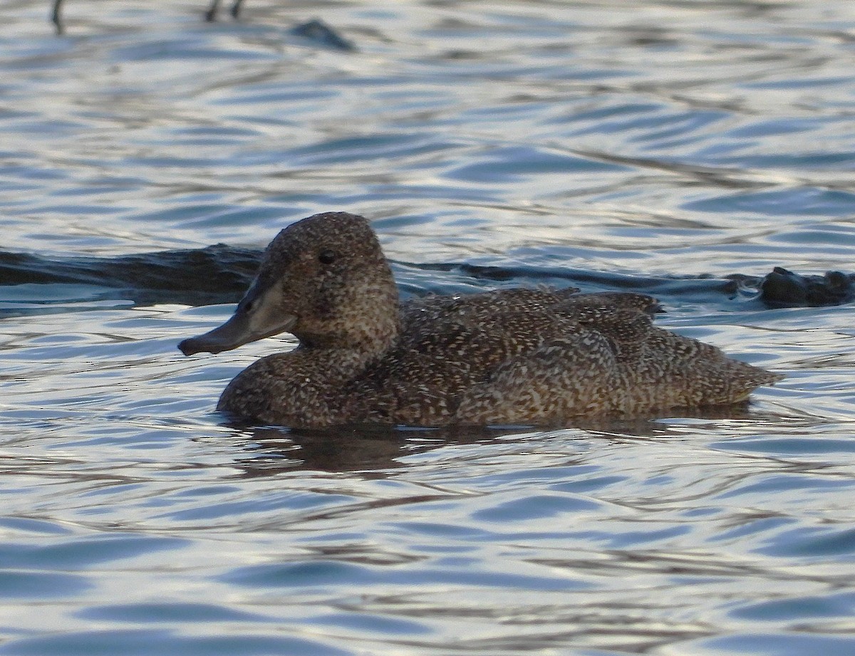 Freckled Duck - ML642145582