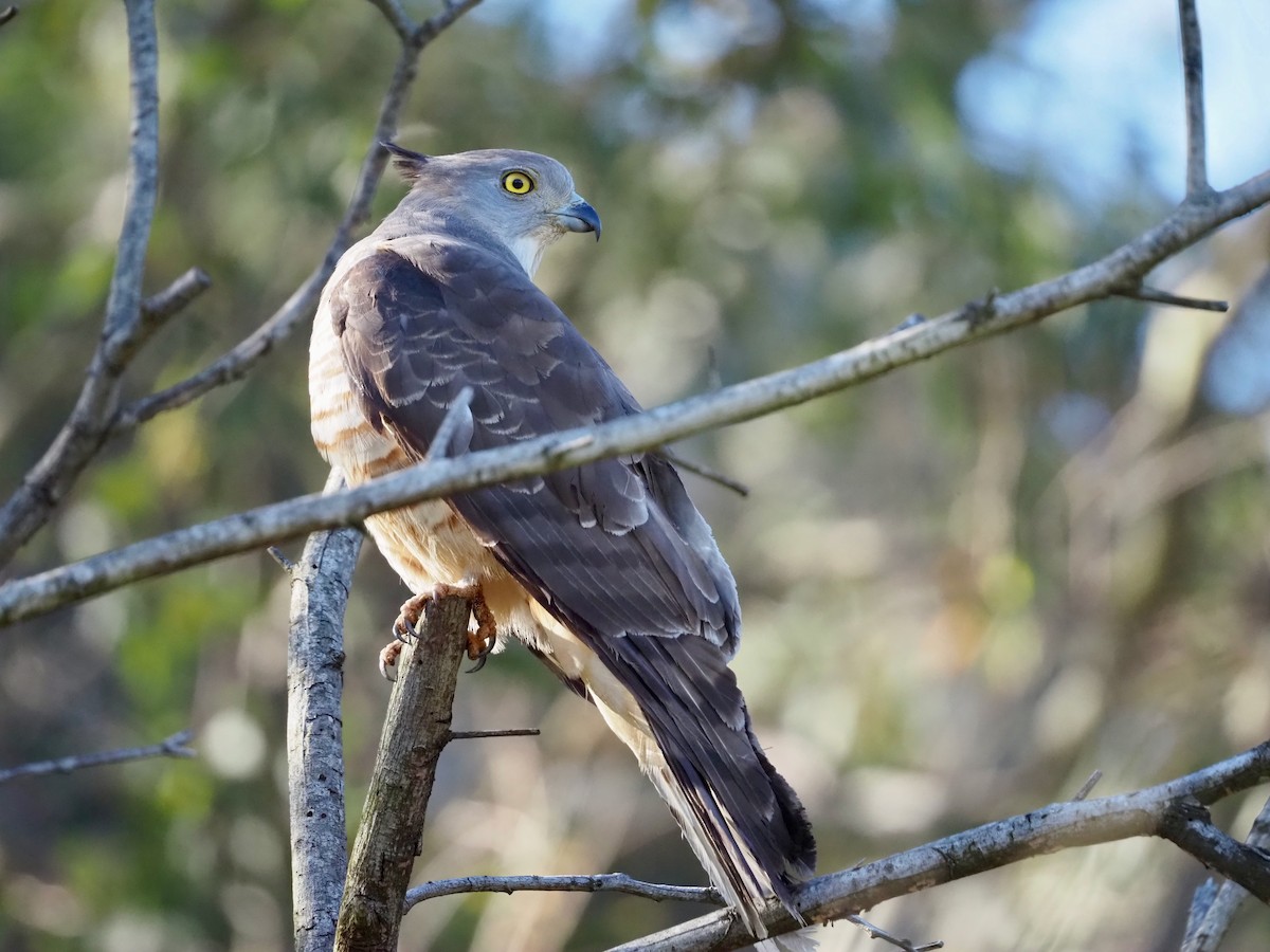 Pacific Baza - ML642145584