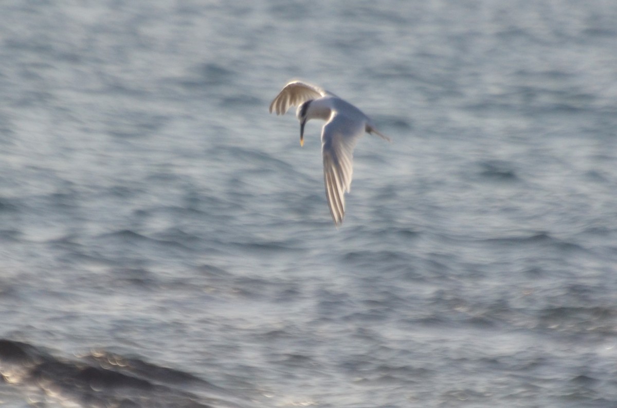 Sandwich Tern - ML642145592