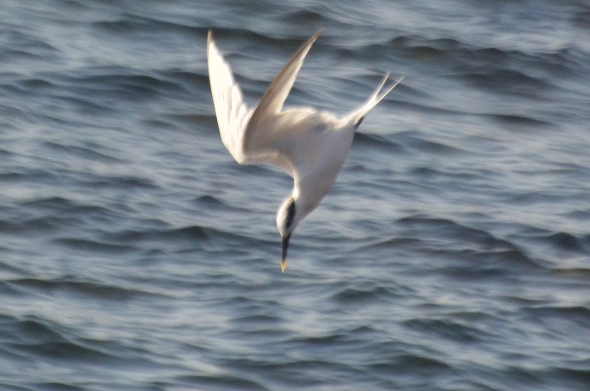 Sandwich Tern - ML642145593