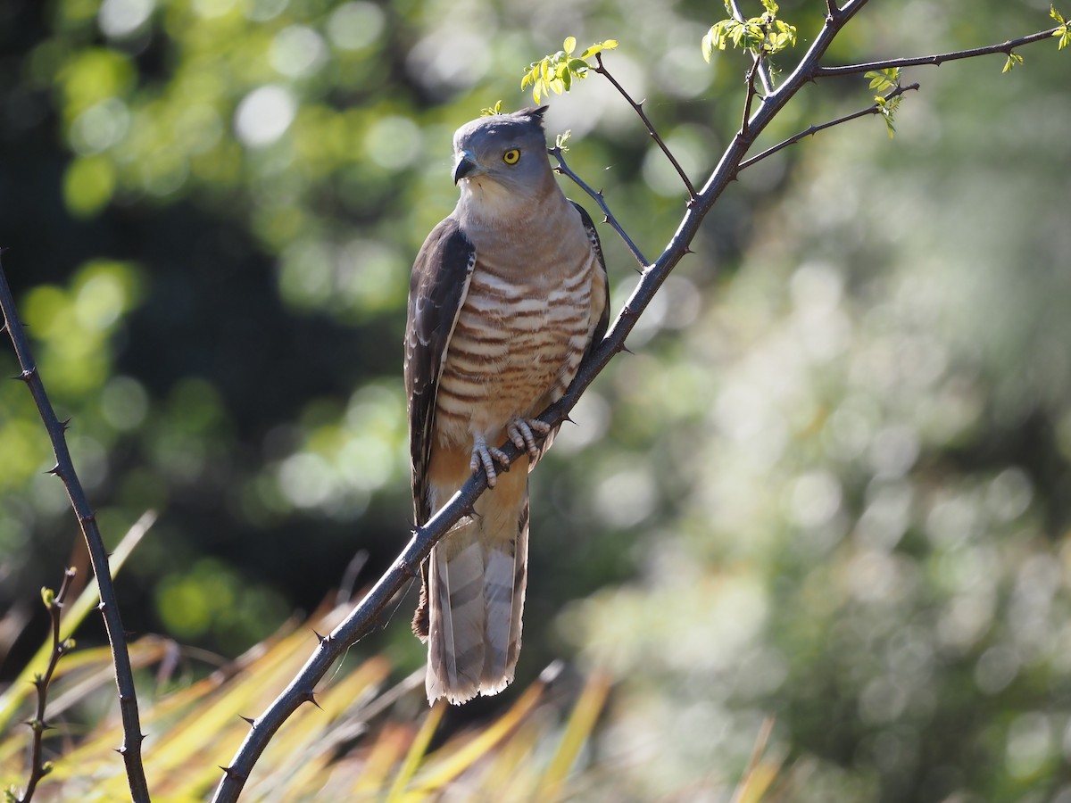 Pacific Baza - ML642145594
