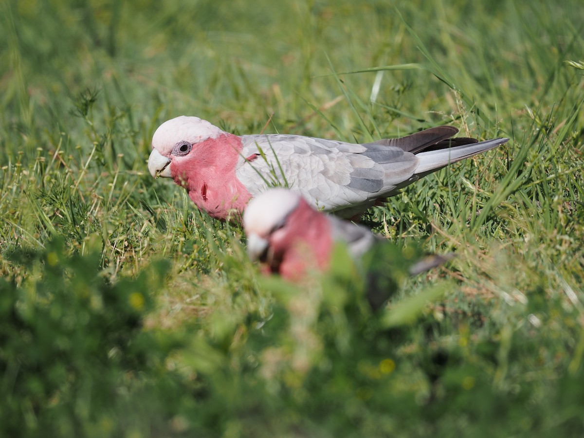 Galah - ML642145596