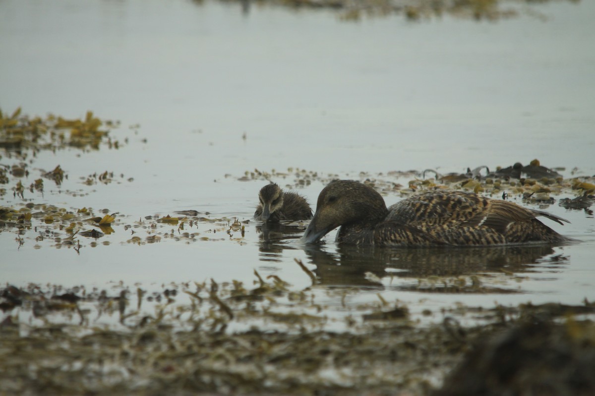 Common Eider - ML642145598
