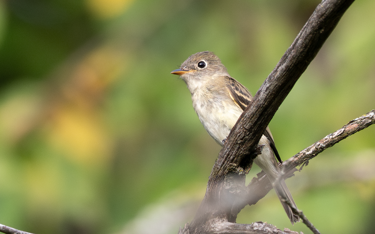 Least Flycatcher - ML642145599
