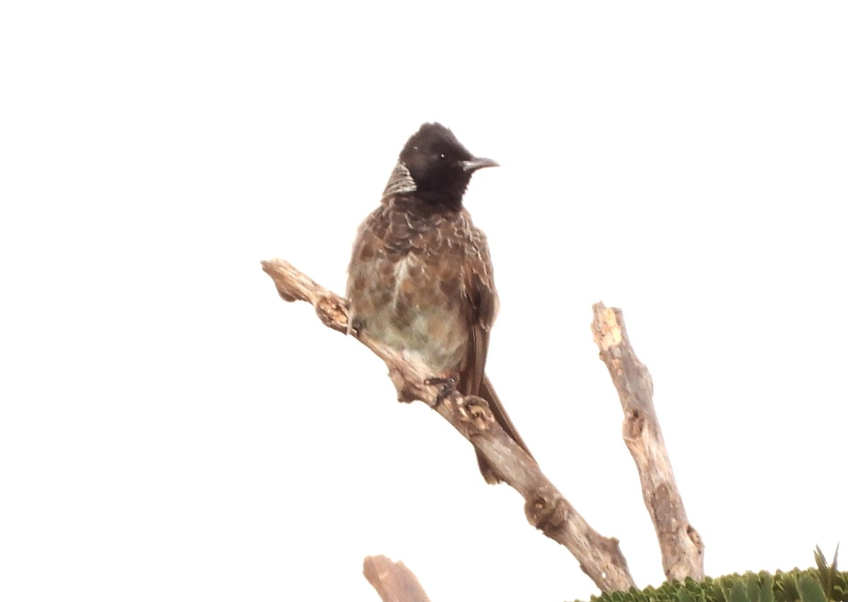 Red-vented Bulbul - ML642145600