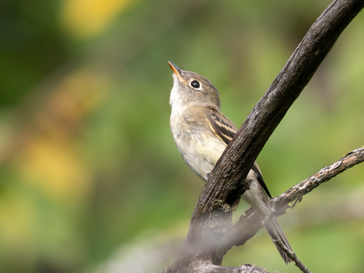Least Flycatcher - ML642145605