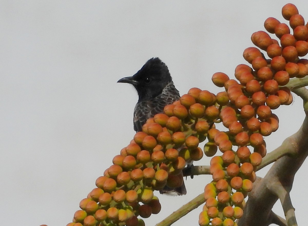 Red-vented Bulbul - ML642145608