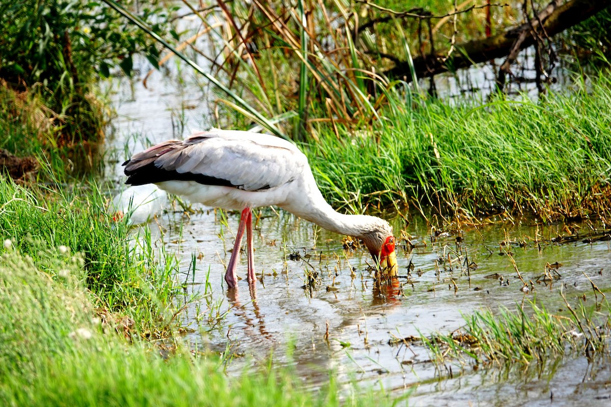 Yellow-billed Stork - ML642145611