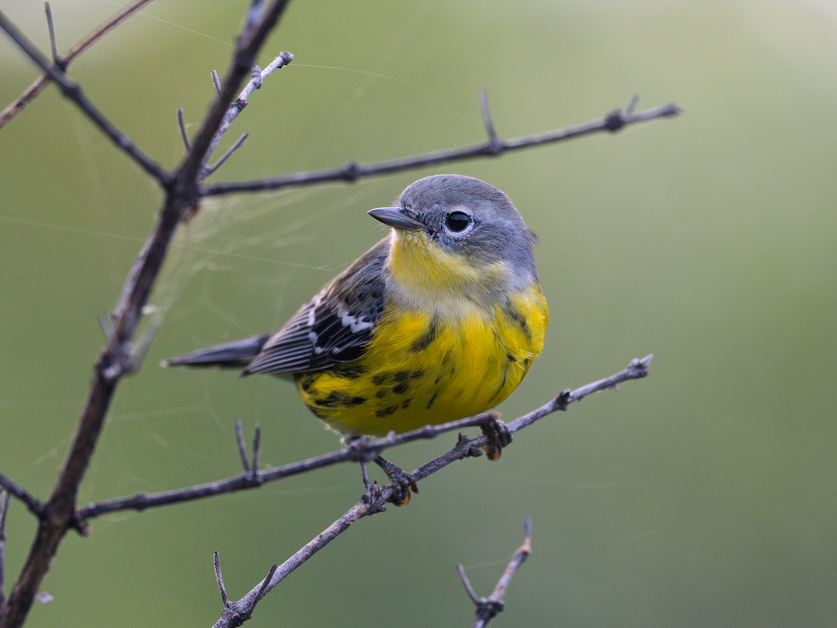 Magnolia Warbler - ML642145613