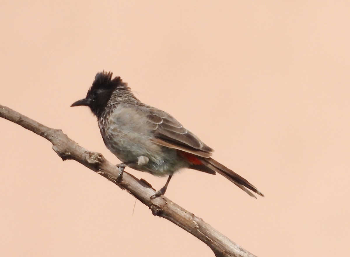 Red-vented Bulbul - ML642145615
