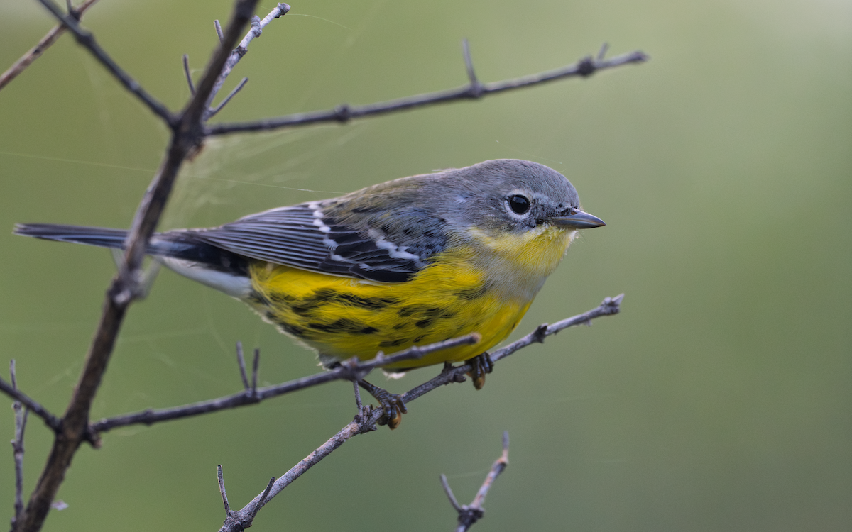 Magnolia Warbler - ML642145616
