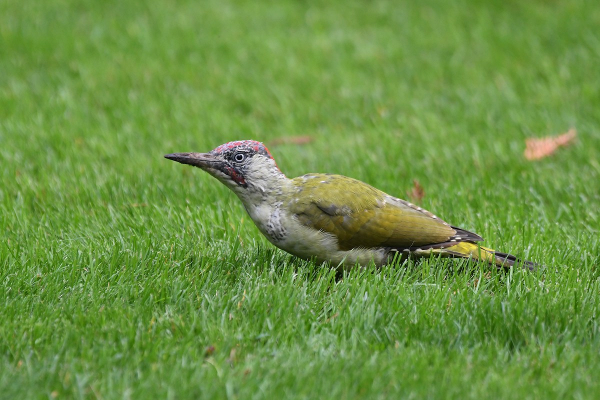 Eurasian Green Woodpecker - ML642145625